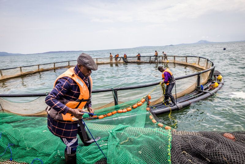 Victory Farms grows the tilapia species of fish in Lake Victoria in Kenya.