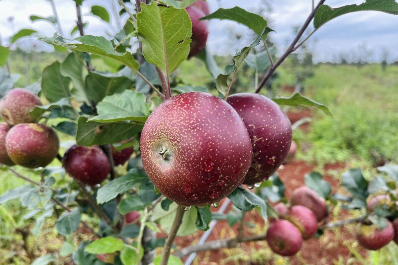 Tamu Tamu Tanzania is producing apple varieties situated for the equatorial region.